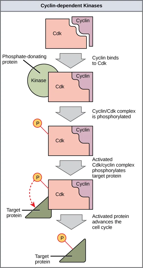 A five-step flow chart titled 'Cyclin-dependent Kinases' showing a separate Cdk and cyclin joining into a Cdk/cyclin complex, a phosphate-donating kinase protein activating that complex, the activated complex phosphorylating a target protein, and the phosphorylated target protein advancing the cell cycle.