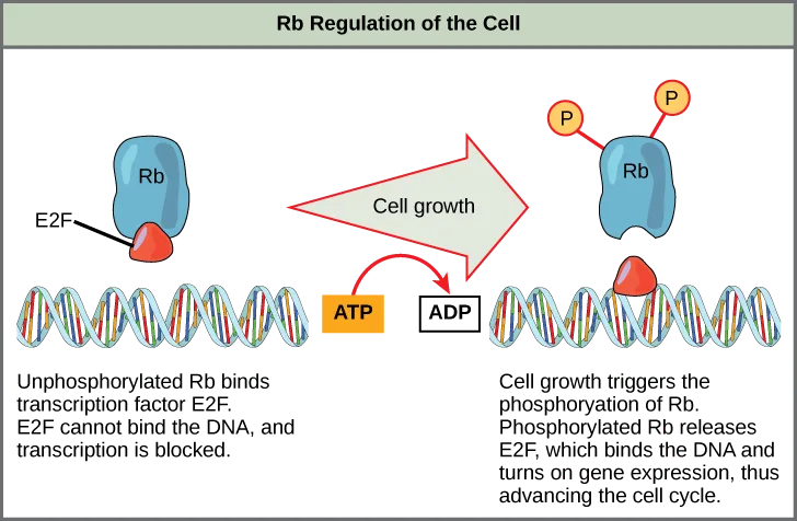 A two-panel diagram titled 'Rb Regulation of the Cell.' Left: unphosphorylated Rb binds the transcription factor E2F above a DNA double helix, blocking transcription. Right, after cell growth phosphorylates Rb: Rb releases E2F, which binds the DNA and turns on gene expression.
