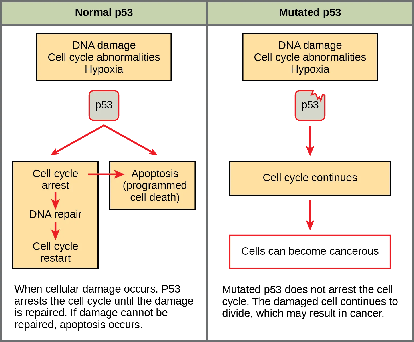Two-panel flow chart comparing normal and mutated p53. Left panel (Normal p53): DNA damage, cell cycle abnormalities, or hypoxia activate p53, which triggers cell cycle arrest and DNA repair, restarting the cell cycle if repair succeeds, or triggering apoptosis if it does not. Right panel (Mutated p53): the same triggers reach a damaged p53 that does not arrest the cell cycle; the cell cycle continues and the cell can become cancerous.