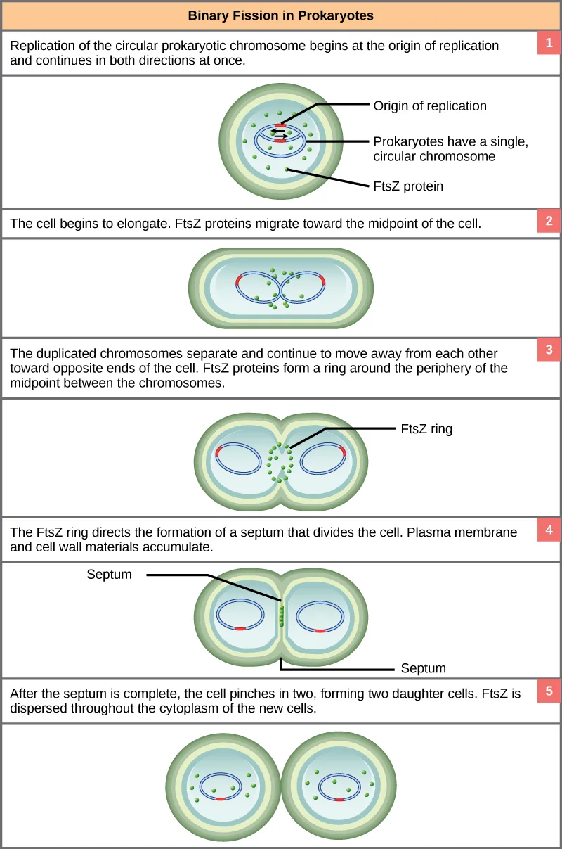 A five-panel illustration of the steps of binary fission in a rod-shaped prokaryotic cell, from a single circular chromosome at the origin of replication through FtsZ ring formation and septum formation to two separated daughter cells.