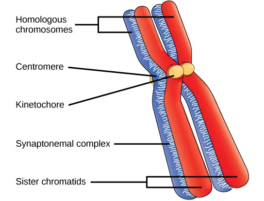 A labeled illustration of two homologous chromosomes — one blue, one red — each already duplicated into a pair of sister chromatids, crossed near their centromeres where yellow kinetochore proteins join them, with the synaptonemal complex fusing the two homologs together along the rest of their length.