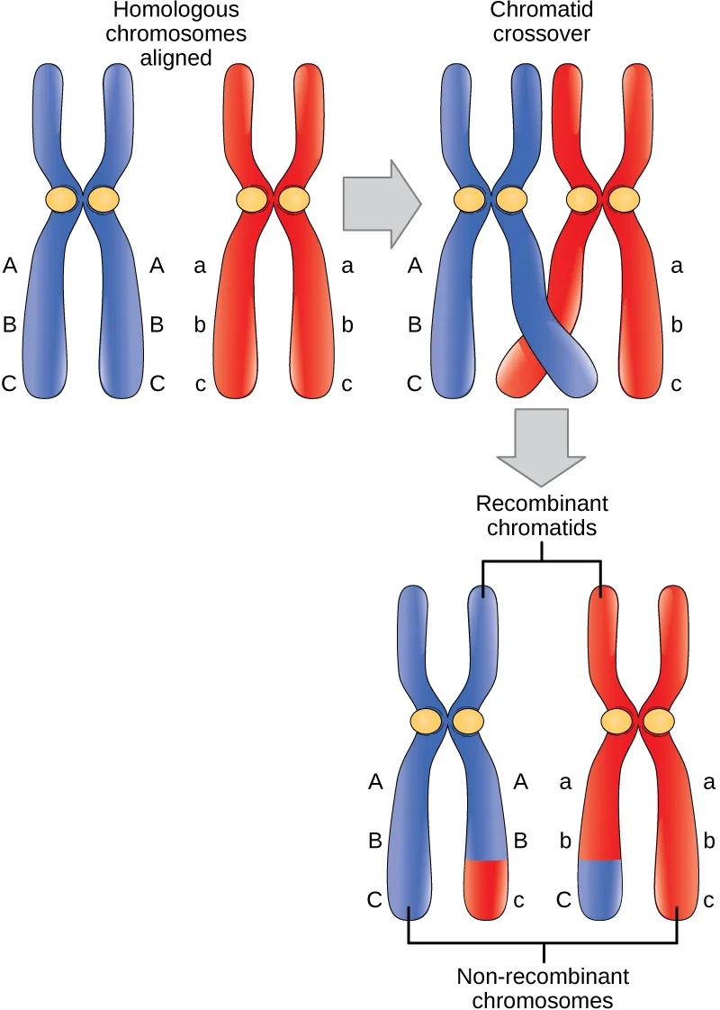 A three-panel diagram of crossover: a blue homologous chromosome and a red homologous chromosome, each split into two sister chromatids and each carrying three allele labels down its length, are first shown aligned side by side; an arrow leads to the two pairs brought together with one inner blue chromatid and one inner red chromatid crossing near their lower ends; a second arrow leads to the result, where the two crossed chromatids have swapped their lowest segment, labeled the recombinant chromatids, while the two outer, uncrossed chromatids are labeled the non-recombinant chromosomes.