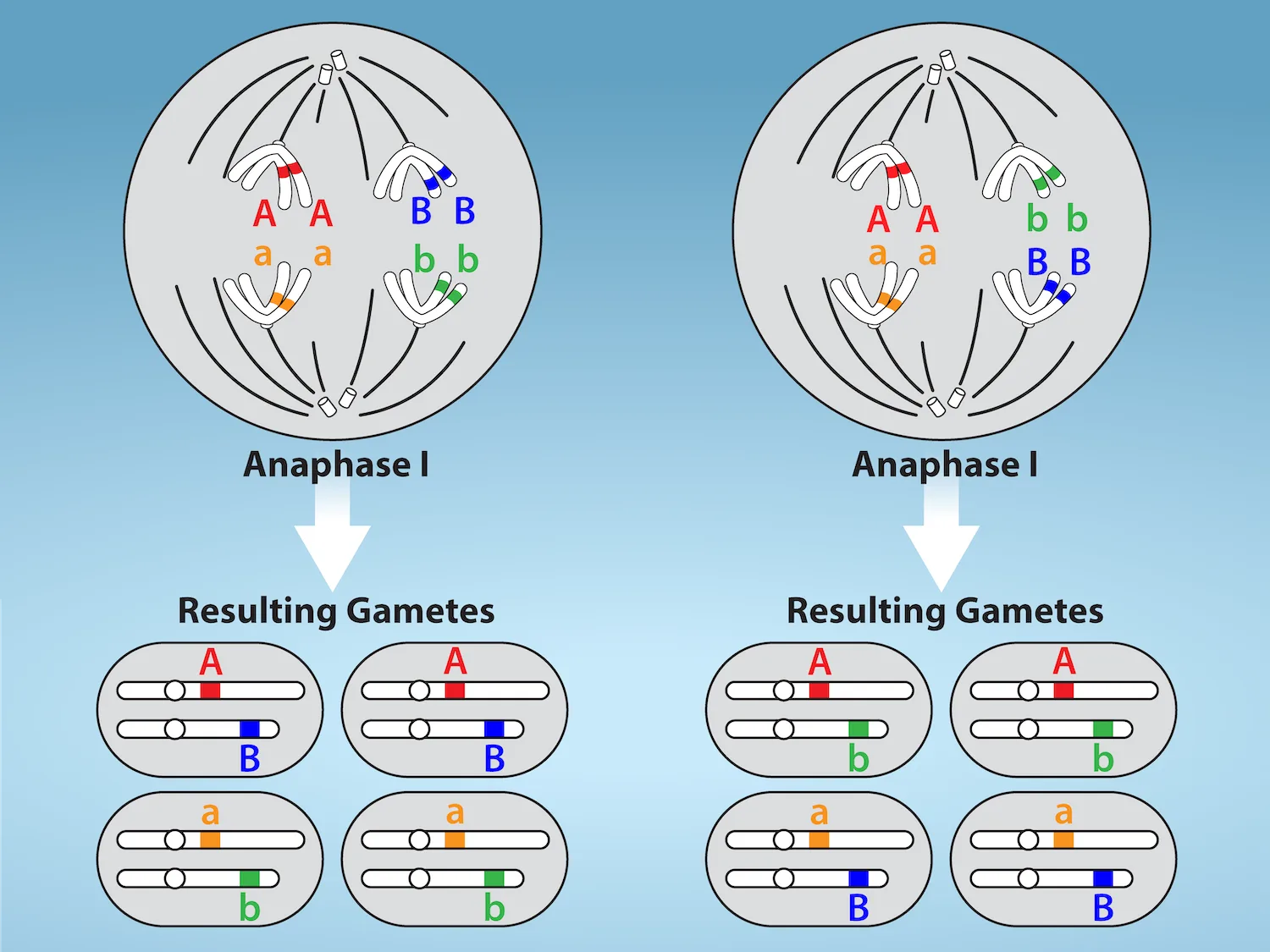 Two anaphase I cells, each showing two pairs of homologous chromosomes (labeled A/a and B/b) being pulled toward opposite poles in one of the two possible orientations; below each cell, arrows lead to four resulting gamete cells showing which alleles end up together — A with B and a with b in the first orientation, A with b and a with B in the second — for four unique combinations across the two arrangements.