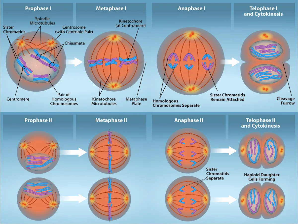 An eight-panel diagram comparing meiosis I (top row: Prophase I, Metaphase I, Anaphase I, Telophase I and Cytokinesis) with meiosis II (bottom row: Prophase II, Metaphase II, Anaphase II, Telophase II and Cytokinesis), tracking three pairs of homologous chromosomes (each pair one pink and one blue homolog) from synapsis and chiasma formation through independent separation of homologs in meiosis I to the later separation of sister chromatids in meiosis II.