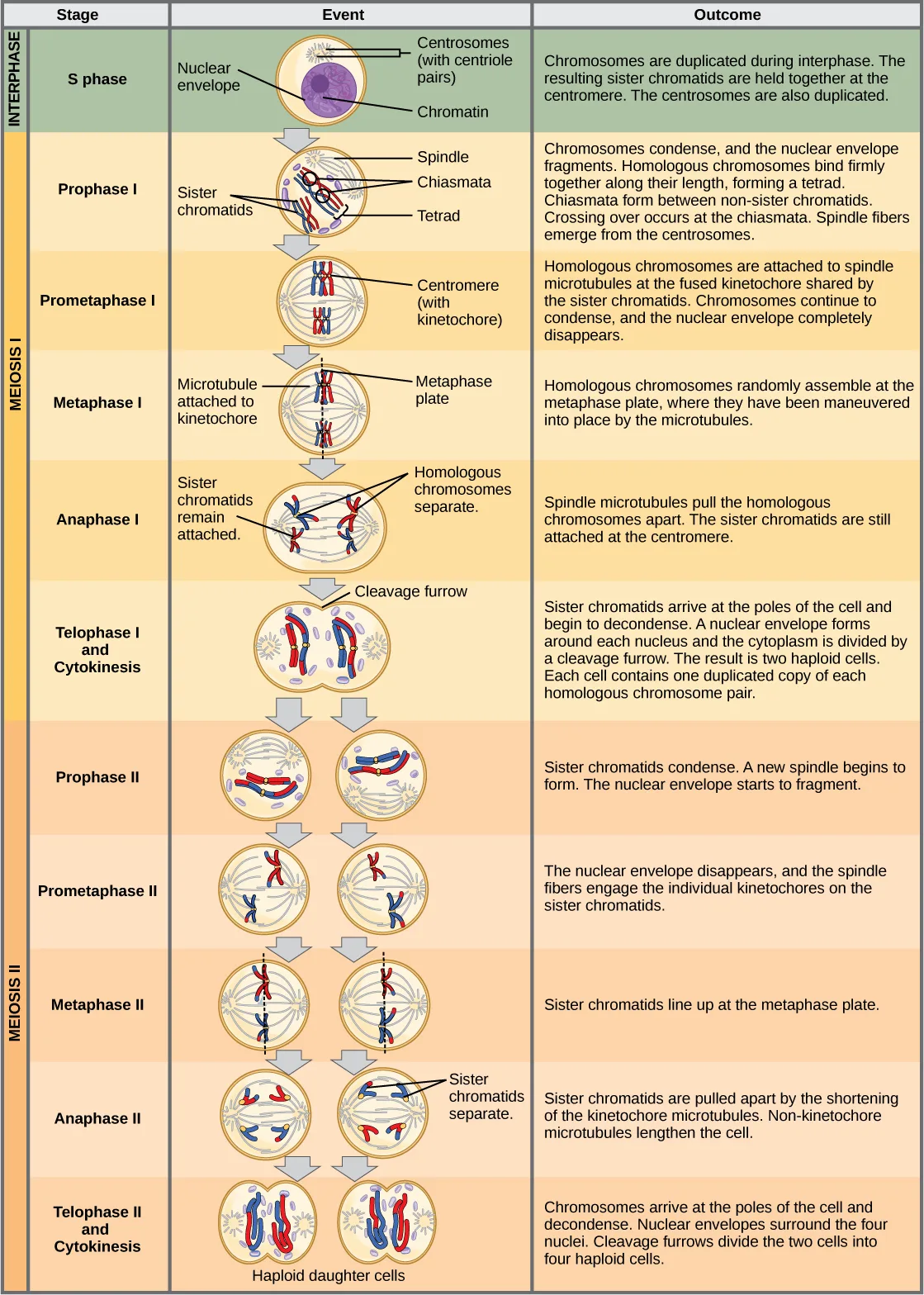 A three-column table titled by stage (Interphase and Meiosis I: S phase, Prophase I, Prometaphase I, Metaphase I, Anaphase I, Telophase I and Cytokinesis; Meiosis II: Prophase II, Prometaphase II, Metaphase II, Anaphase II, Telophase II and Cytokinesis) that pairs each stage with a small labeled cell diagram and a sentence describing what happens and what results, tracking one diploid cell with two pairs of chromosomes through both meiotic divisions to four haploid daughter cells.