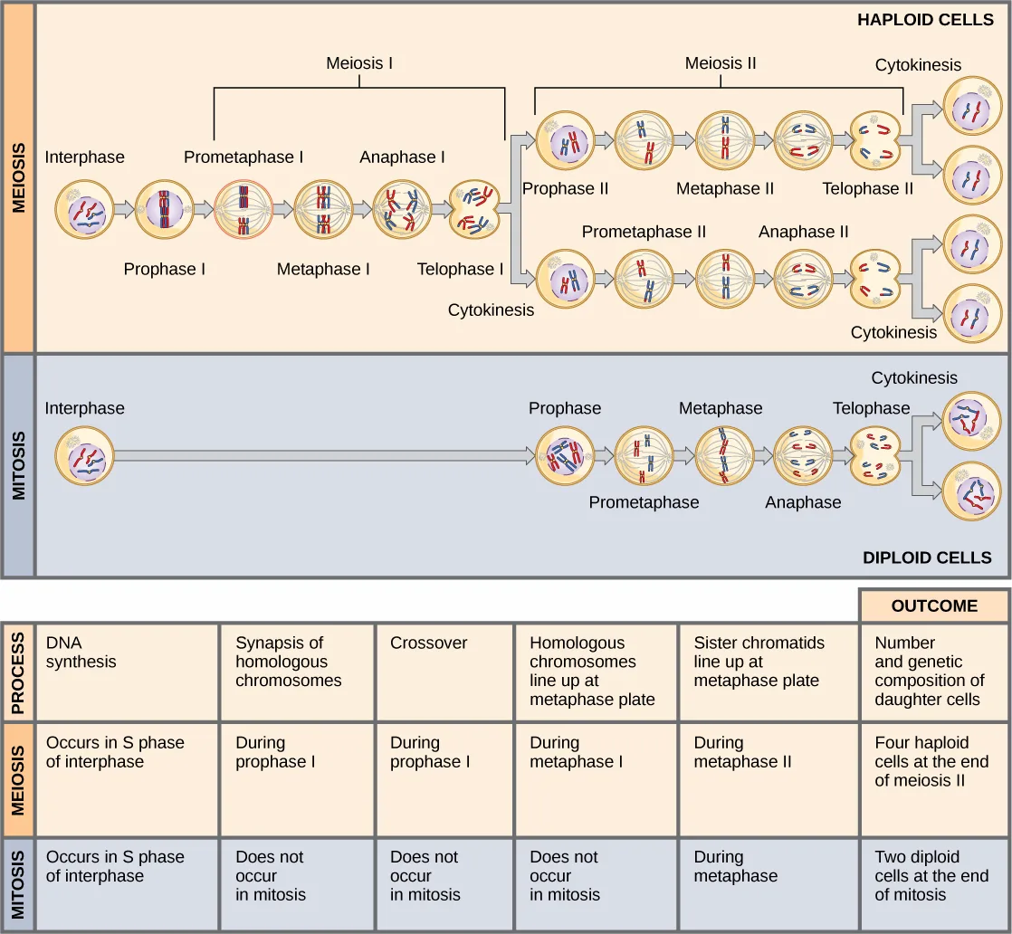 A diagram comparing the stages of meiosis (top, producing four genetically distinct haploid cells from one diploid interphase cell through two rounds of division) with the stages of mitosis (bottom, producing two identical diploid cells through a single round of division), followed by a summary table contrasting when DNA synthesis, synapsis, crossover, and metaphase alignment occur in each.