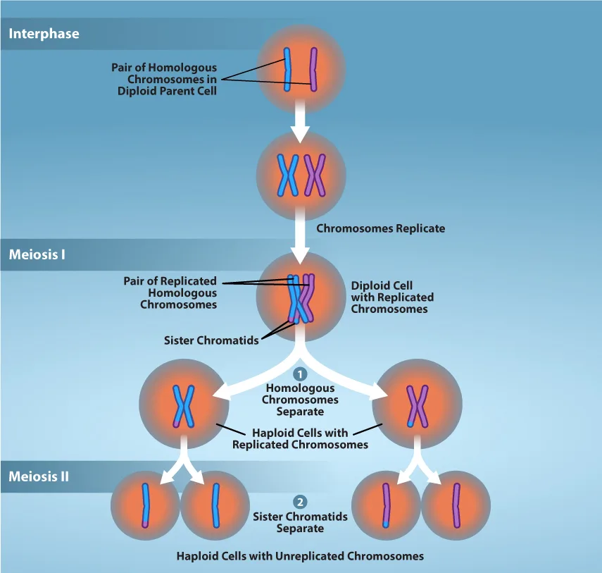 A three-stage diagram: in Interphase, a diploid cell holds one pair of homologous chromosomes (one blue, one purple) that replicate into paired sister chromatids; in Meiosis I, the homologous chromosomes separate into two haploid cells, each still holding a pair of sister chromatids; in Meiosis II, those sister chromatids separate, yielding four haploid cells that each hold a single unreplicated chromosome.