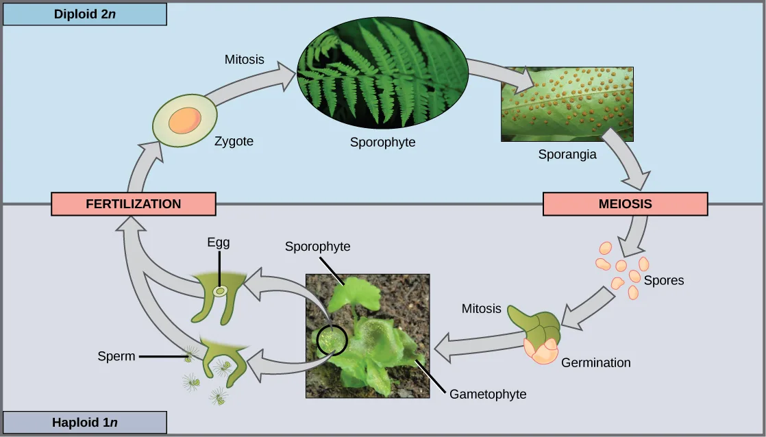 This illustration shows the life cycle of fern plants: the diploid (2n) zygote undergoes mitosis to produce the sporophyte, the familiar leafy fern plant. Sporangia form on the underside of the sporophyte's leaves and undergo meiosis to form haploid (1n) spores. The spores germinate and undergo mitosis to form a multicellular, leafy gametophyte, which produces eggs and sperm. Upon fertilization, the egg and sperm form a diploid zygote.