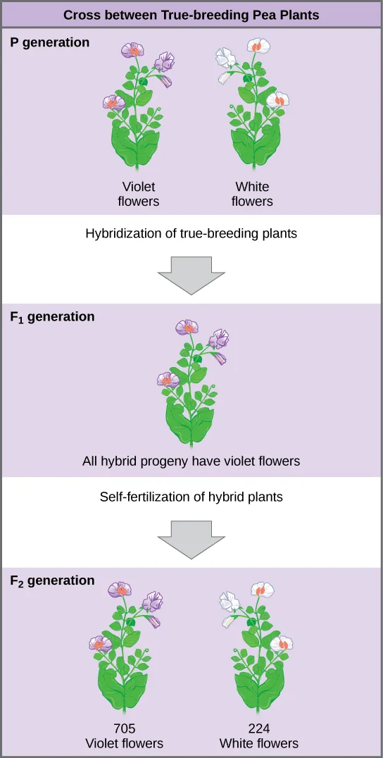 A flow chart titled Cross between True-breeding Pea Plants, showing a P generation of violet-flowered and white-flowered pea plants crossed to produce an all-violet F₁ generation, which self-fertilizes to produce an F₂ generation of 705 violet-flowered and 224 white-flowered plants.