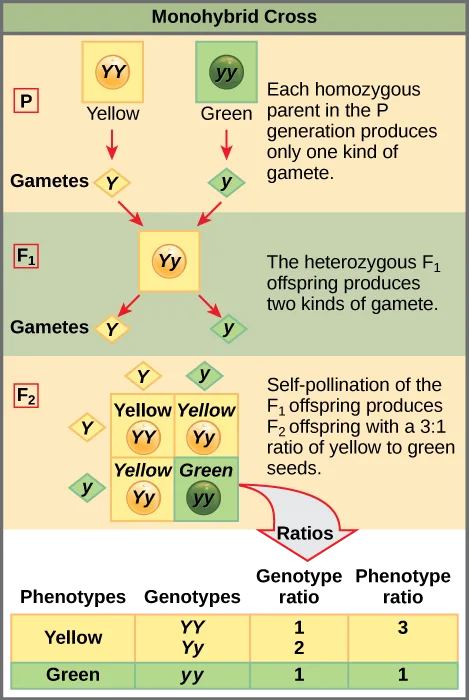 A three-generation flow chart of a monohybrid pea-seed-color cross. P generation: a yellow-seeded YY parent and a green-seeded yy parent, each producing one type of gamete. F₁ generation: all offspring are Yy with yellow seeds, producing two types of gametes. F₂ generation: self-pollination of F₁ is shown as a 2 × 2 Punnett square, with a table below giving genotype and phenotype ratios.