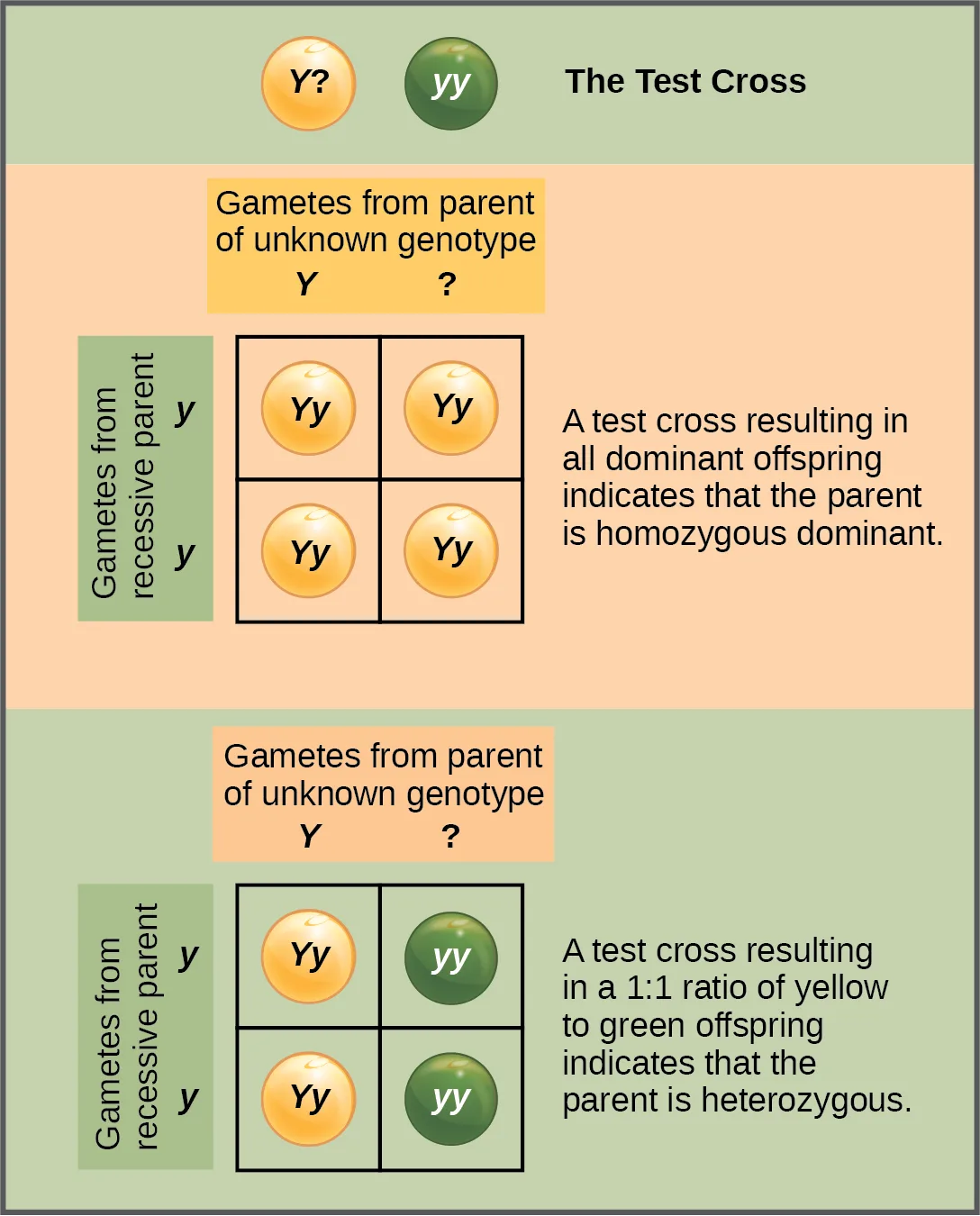 A two-part diagram illustrating a test cross for pea seed color. Top: a parent of unknown genotype (Y?) is crossed with a homozygous recessive yy parent; the 2 × 2 grid of offspring is entirely Yy, illustrating that an all-dominant result indicates a homozygous dominant unknown parent. Bottom: the same cross yields a grid of two Yy and two yy offspring, illustrating that a 1:1 ratio of dominant to recessive offspring indicates a heterozygous unknown parent.