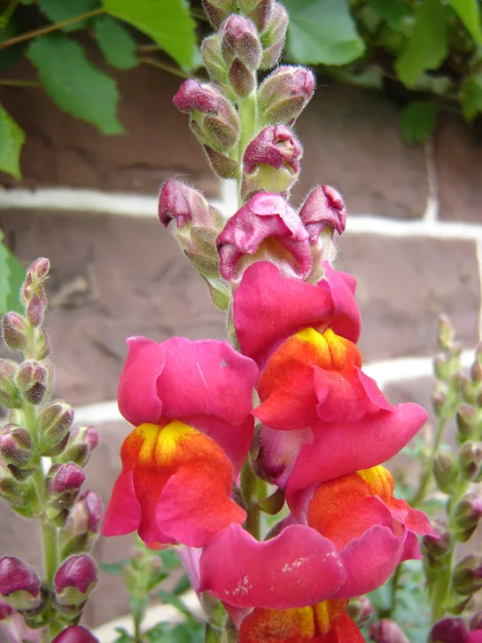 A flowering snapdragon stem with several pink, trumpet-shaped blossoms with orange-yellow throats, set against a brick wall.