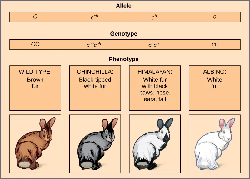 A chart of four alleles for the rabbit coat-color gene, each column showing the allele symbol, the resulting genotype, the phenotype name and description, and an illustration of a rabbit with that coat: wild type (brown fur), chinchilla (black-tipped white fur), Himalayan (white fur with black nose, ears, paws, and tail), and albino (white fur).