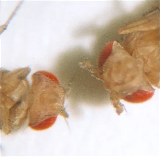 Close-up photo comparing two fruit flies: the wild-type fly on the left has short antennae on its head, while the Antennapedia mutant on the right has jointed, leg-like structures on its head in place of antennae.