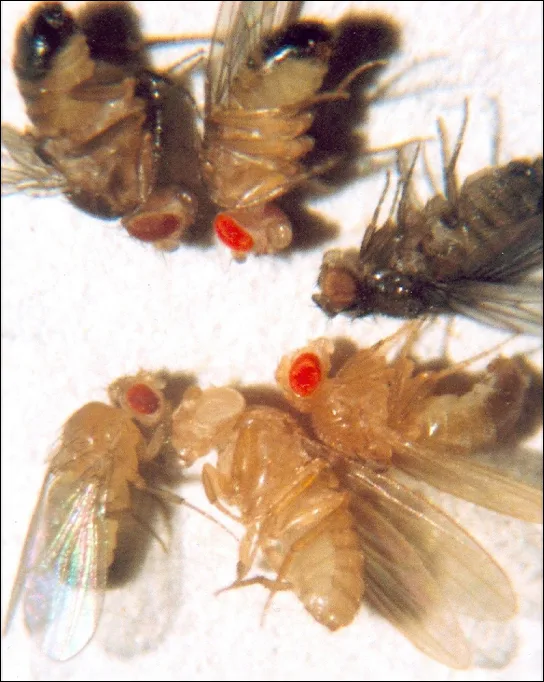 A grid of six close-up photographs of fruit flies, each with a large compound eye of a visibly different color, ranging from dark brown and deep red shades through orange and pure white to bright red.