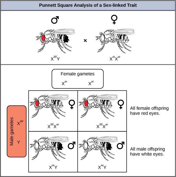 A Punnett square diagram titled Punnett Square Analysis of a Sex-linked Trait, showing an illustrated red-eyed male fruit fly crossed with a white-eyed female fruit fly, with their offspring's genotypes and eye colors filled in the grid below.