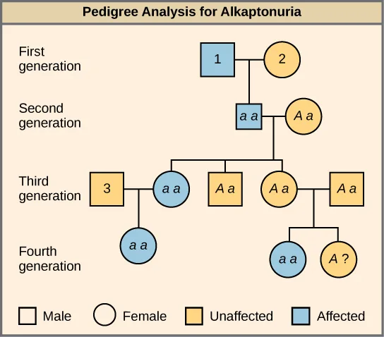 A four-generation pedigree titled Pedigree Analysis for Alkaptonuria, using the legend square = male, circle = female, yellow fill = unaffected, blue fill = affected. Individuals 1, 2, and 3 are shown as numbered, unlabeled shapes; every other individual's shape carries a printed genotype (aa, Aa, or the uncertain A?).