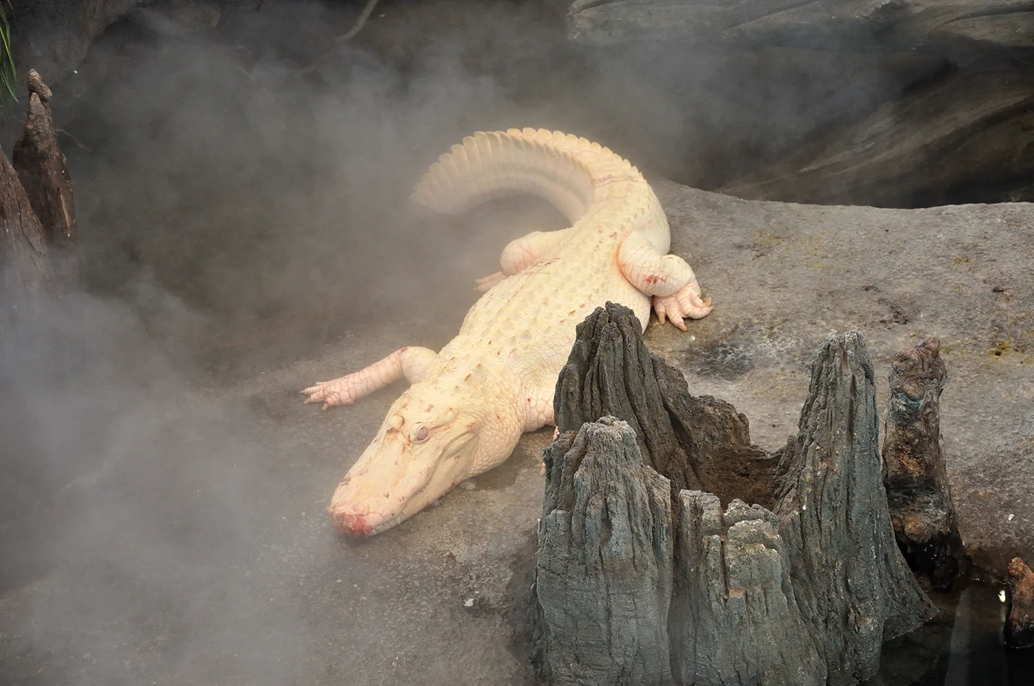A white-skinned American alligator with pale, pink-tinged limbs and eyes rests among rocks and mist.