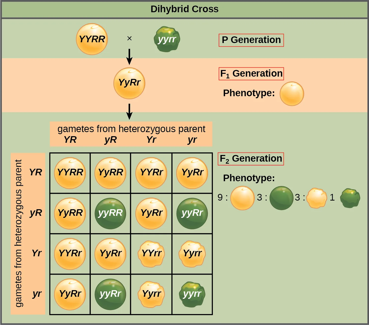A three-tier diagram of a dihybrid cross: a yellow, round pea (YYRR) crossed with a green, wrinkled pea (yyrr) in the P generation produces an all yellow, round F₁ generation (YyRr), whose self-cross fills a 4×4 Punnett square of F₂ genotypes and phenotypes.