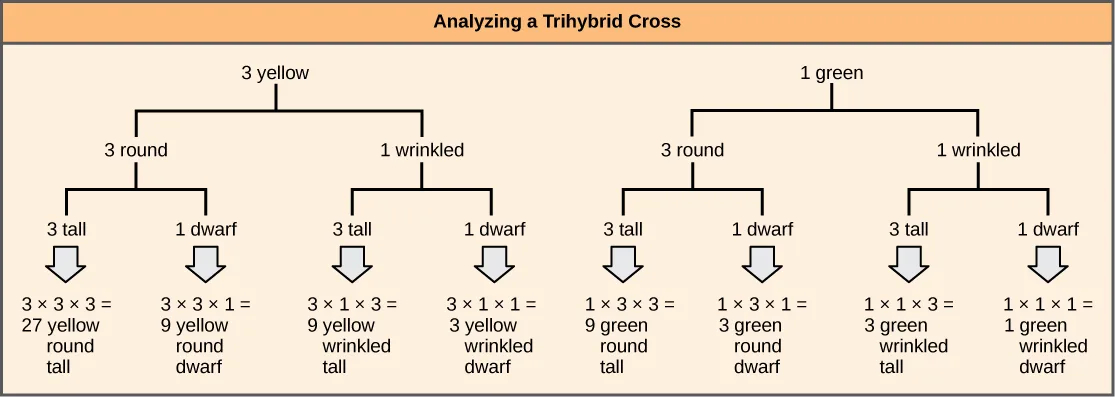 A forked-line diagram branching from 3 yellow : 1 green through 3 round : 1 wrinkled and 3 tall : 1 dwarf to the eight trihybrid F₂ probabilities, from 27 yellow/round/tall down to 1 green/wrinkled/dwarf.