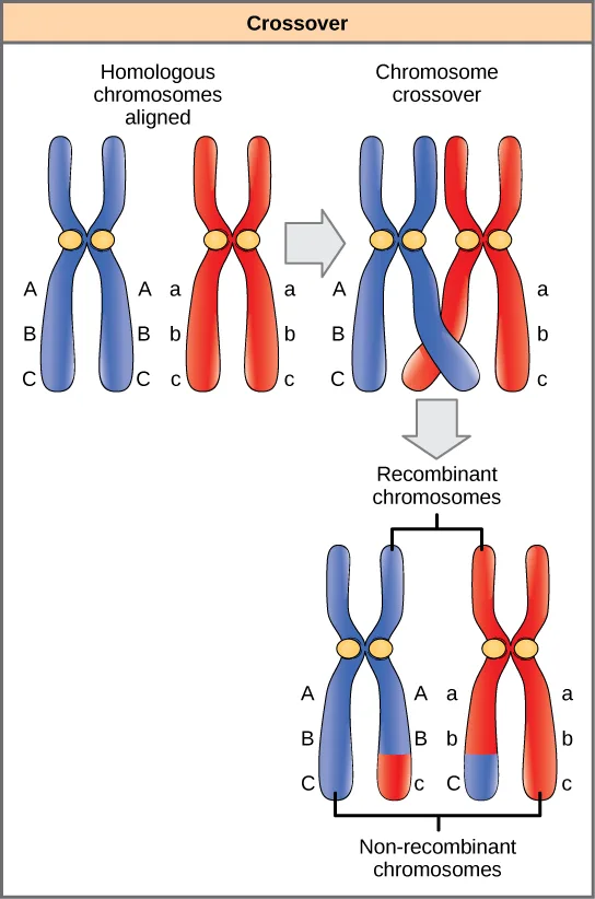 A diagram of one pair of homologous chromosomes — a blue homolog and a red homolog, each already duplicated into two sister chromatids and carrying alleles A/a, B/b, and C/c — aligning at meiosis and exchanging a segment near gene C so that each homolog ends with one recombinant and one non-recombinant chromatid.