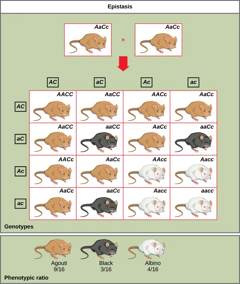 A 4×4 Punnett square crossing two AaCc agouti mice, with tan, black, and white mouse icons filling the 16 cells to show the resulting genotypes and coat colors, and a phenotypic-ratio key below reading 9/16 agouti, 3/16 black, and 4/16 white.