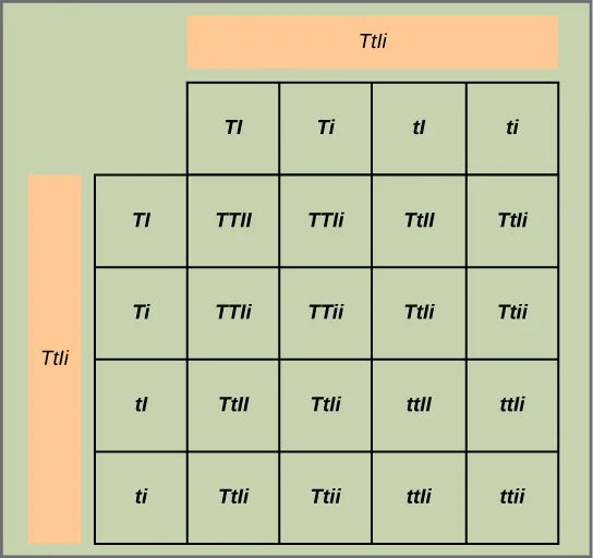 A 4-by-4 Punnett square crossing two TtIi pea plants, with the gametes TI, Ti, tI, and ti labeled across the top and down the left side and each of the 16 grid cells filled with the resulting four-letter genotype.
