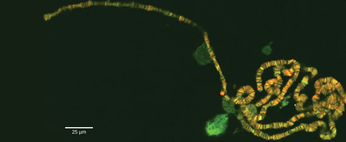 A color micrograph of dye-stained chromosomes glowing green and orange against a dark background: one long, thin, banded strand extends to the upper left, while the rest coil into a dense tangle of thicker banded strands at the lower right, beside a 25 µm scale bar.