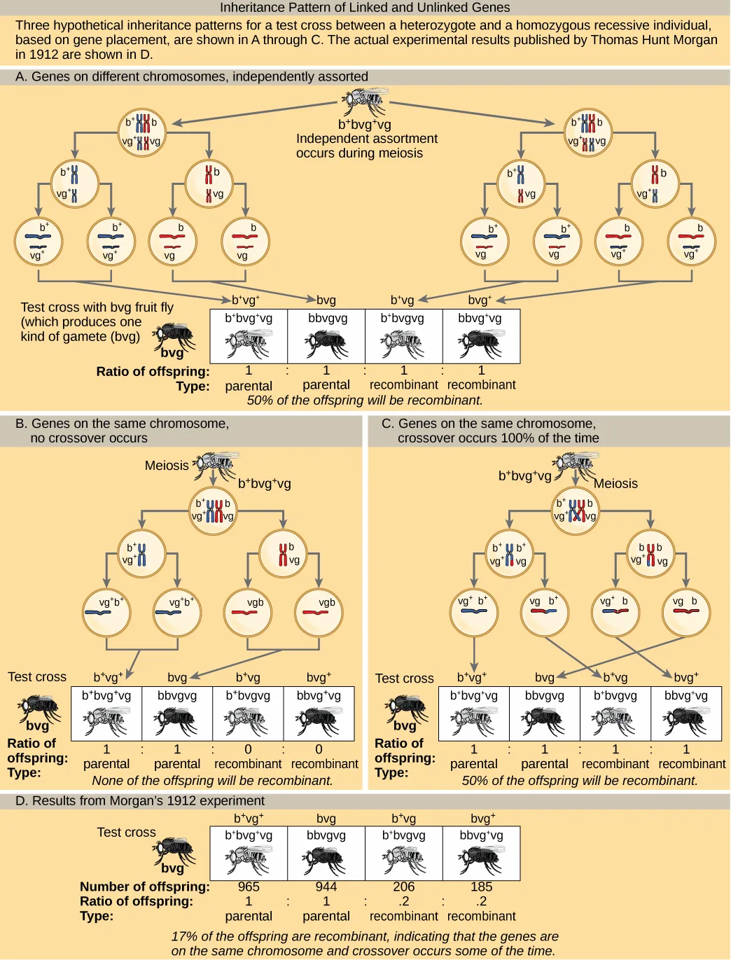 A four-panel diagram illustrating a test cross for fruit fly body color and wing length. Panels A–C show three hypothetical inheritance patterns based on gene placement — genes on different chromosomes, genes on the same chromosome with no crossover, and genes on the same chromosome with crossover every time — each ending in four boxes of test-cross offspring labeled parental or recombinant. Panel D shows Thomas Hunt Morgan's actual 1912 results for the same cross.