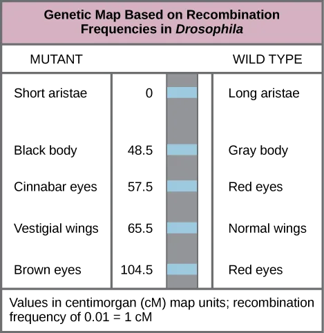 A genetic map showing five Drosophila gene pairs positioned by centimorgan (cM) distance along a chromosome bar, from aristae length near one end to eye color (red/brown) near the other, with the mutant allele labeled on the left of the bar and the wild-type allele on the right at each position.