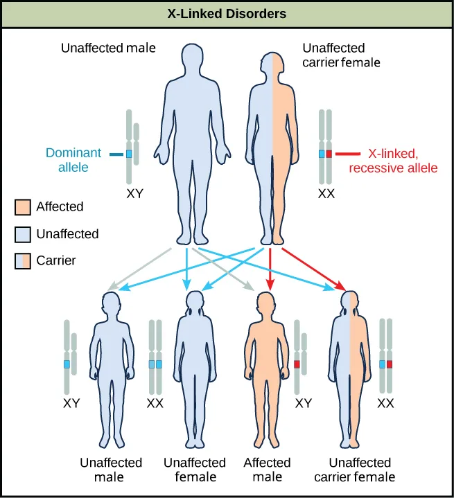 A diagram titled X-Linked Disorders showing an unaffected male and an unaffected carrier female as parents, each with a small chromosome icon, and their four possible offspring below: an unaffected male, an unaffected female, an affected male, and an unaffected carrier female, each with matching chromosome icons and colored by affected status.