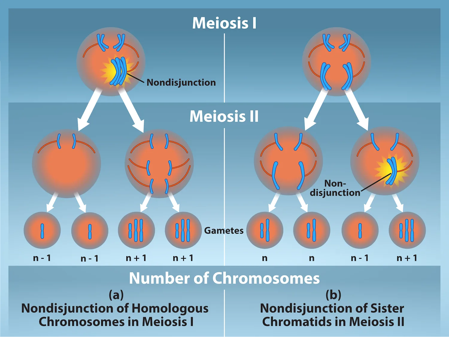 A two-panel diagram comparing nondisjunction during meiosis I (panel a) with nondisjunction during meiosis II (panel b), each starting from a single cell and following it through both meiotic divisions to four resulting gametes labeled by their chromosome count relative to the normal haploid number, n.