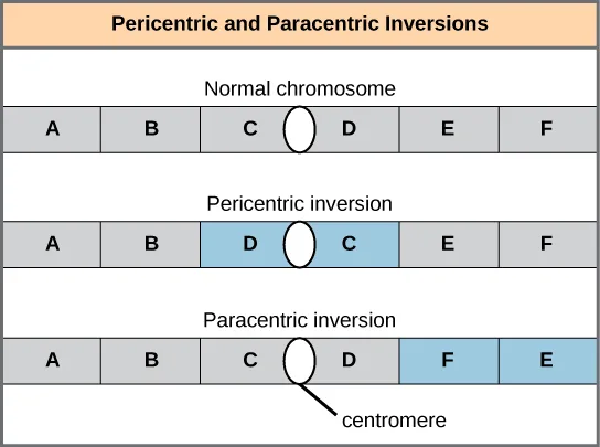 A three-row diagram illustrating pericentric and paracentric inversions using six labeled gene segments, A through F, with the centromere positioned between segments C and D. The normal chromosome reads A, B, C, D, E, F. The pericentric inversion, which includes the centromere, reads A, B, D, C, E, F. The paracentric inversion, which does not include the centromere, reads A, B, C, D, F, E.