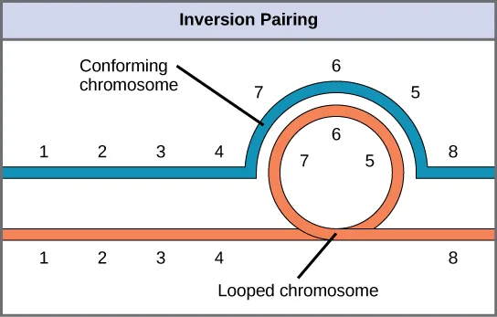A diagram titled 'Inversion Pairing' showing two homologous chromosomes, numbered 1 through 8 along their length, running side by side; near the middle of their length, one chromosome loops out and the other curls into a circle so that both still present their numbered segments in matching order at the point of contact.