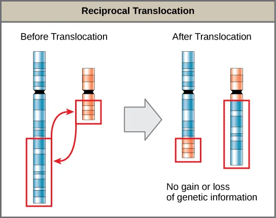 A diagram titled 'Reciprocal Translocation' showing a blue chromosome and an orange chromosome, each with a banded pattern and a black centromere, before and after exchanging chromosome segments outlined in red.