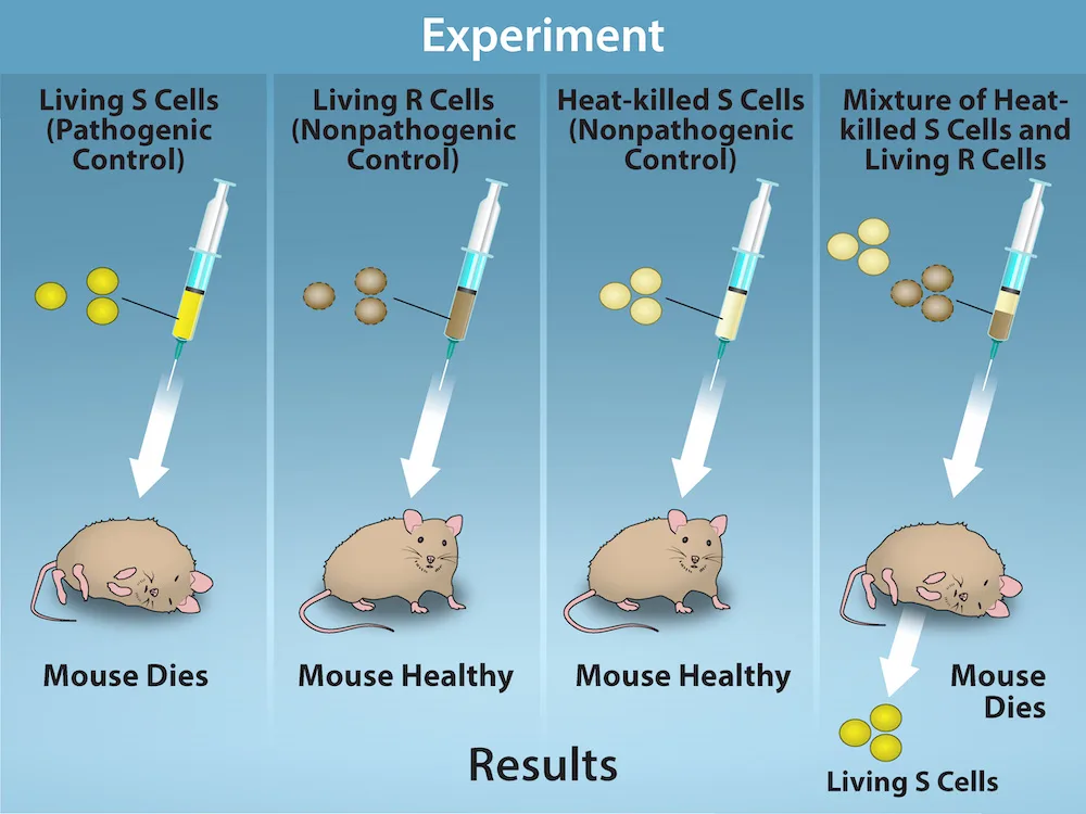 Four scenarios in an experiment are shown. In the first, living S cells are injected, and the mouse dies. In the second, living R cells are injected, and the mouse is healthy. In the third, heat-killed S cells are injected, and the mouse is healthy. In the fourth, a mixture of heat-killed S cells and living R cells are injected, and the mouse dies and living S cells are recovered.