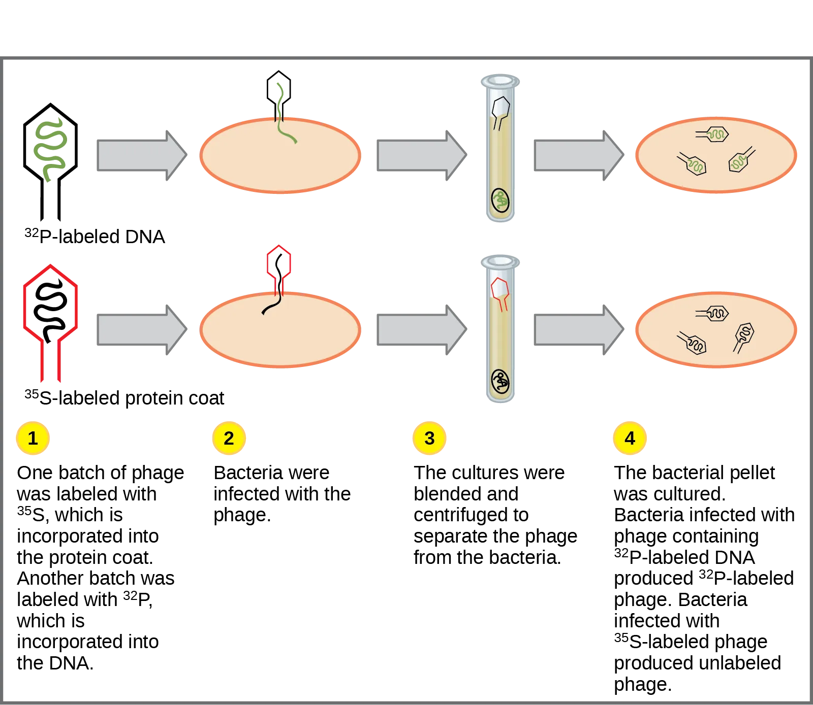 A boxed diagram tracing two parallel experiments through four numbered steps: labeling phage, infecting bacteria, centrifuging to separate phage from bacteria, and culturing the bacterial pellet. The top row's phage carries ³²P-labeled DNA; the bottom row's phage carries ³⁵S-labeled protein coat. Only the ³²P-labeled DNA ends up inside the cultured bacterial offspring.