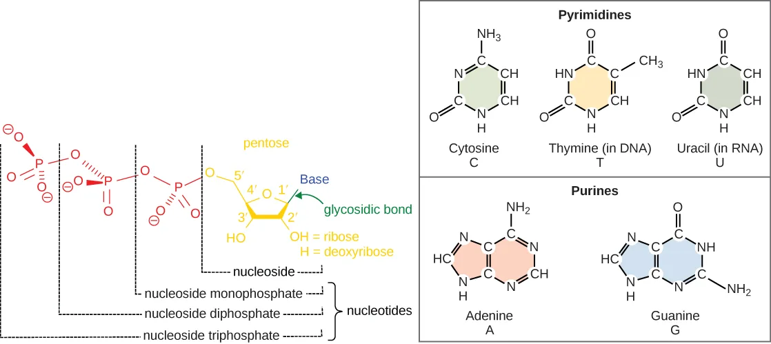 Two-panel diagram. The left panel shows a nucleotide chain: a pentose sugar labeled with carbons 5′, 4′, 1′, 3′, and 2′, a base attached at the 1′ position by a glycosidic bond, and one, two, or three phosphate groups linked to the 5′ position, with brackets marking the nucleoside and the nucleoside monophosphate, diphosphate, and triphosphate. The right panel shows two boxed groups of ring structures: three pyrimidines (cytosine, thymine, uracil), each a single six-membered ring, and two purines (adenine, guanine), each a six-membered ring fused to a five-membered ring.