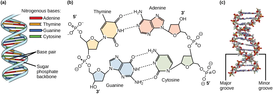 Three-panel illustration. Panel (a) shows a double helix ribbon with rungs colored by base, labeled sugar phosphate backbone and base pair. Panel (b) shows the chemical structures of a thymine–adenine pair joined by two dashed hydrogen bonds and a guanine–cytosine pair joined by three dashed hydrogen bonds, each base attached to its own sugar-phosphate backbone with 5′ and 3′ ends marked. Panel (c) shows a space-filling molecular model of the double helix standing upright, with brackets marking a wide gap labeled major groove and a narrow gap labeled minor groove.