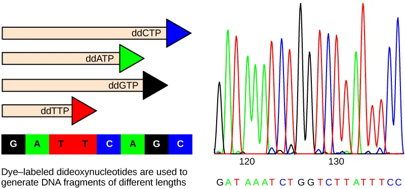 Two-panel diagram. Panel (a) shows four colored arrows of different lengths, each a DNA fragment terminated by a different dye-labeled dideoxynucleotide, aligned above a row of colored boxes spelling out a base sequence. Panel (b) shows an electropherogram: overlapping colored peaks above position numbers on an axis, with the corresponding base-call letters printed beneath the peaks.
