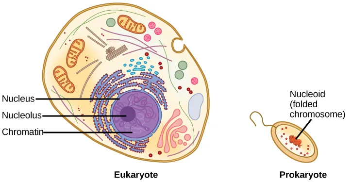 Side-by-side diagram. The eukaryotic cell on the left is large and oval, with labeled arrows pointing to the Nucleus, the Nucleolus inside it, and the Chromatin strands filling the nucleus, plus assorted organelles scattered through the cytoplasm. The prokaryotic cell on the right is much smaller and oval, with a labeled arrow pointing to a compact region of DNA called the Nucleoid (folded chromosome).