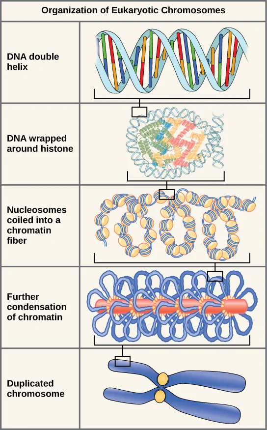 A five-row diagram titled “Organization of Eukaryotic Chromosomes,” each row showing one level of packaging beneath a bracket connecting it to a magnified detail in the row below: DNA double helix; DNA wrapped around a histone; nucleosomes coiled into a chromatin fiber; further condensation of the chromatin fiber around a central scaffold; and a duplicated, X-shaped chromosome.