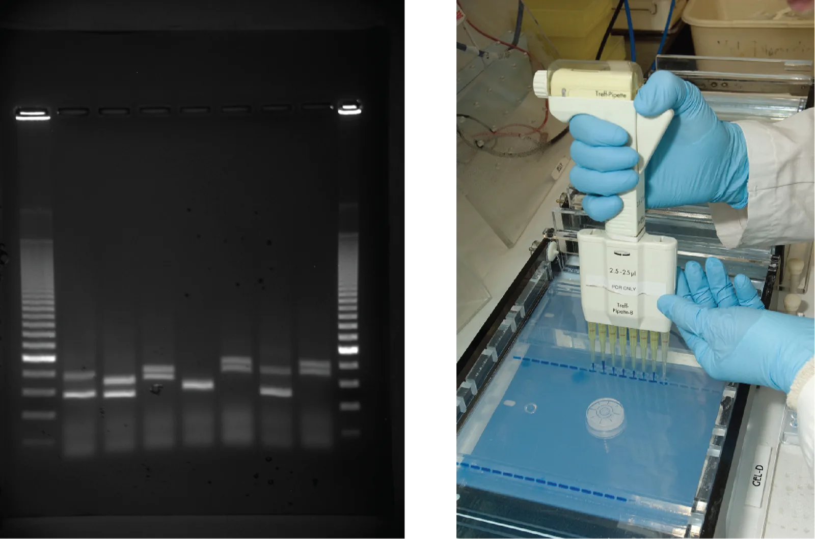 Two side-by-side photographs. The first shows an agarose gel under UV light with nine lanes of glowing white DNA bands on a black background; the outer two lanes hold a DNA size standard with many closely spaced bands near the top and more widely spaced bands lower down, and the seven middle lanes each hold one or two sample bands at varying positions and spacing. The second shows a gloved hand lowering an eight-channel pipette toward wells at the top of a similar gel.