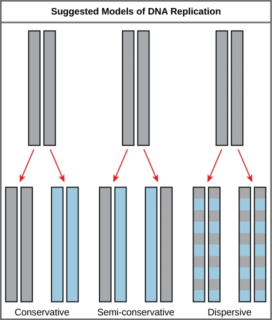Diagram comparing the conservative, semi-conservative, and dispersive models of DNA replication, each starting from the same gray parental double helix, with arrows leading to the resulting double-stranded products colored to show how much of each product is original (gray) versus newly synthesized (blue) DNA.