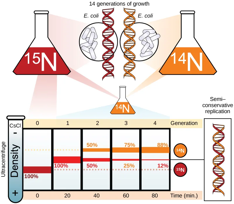 Diagram of the Meselson–Stahl experiment: E. coli grown in heavy ¹⁵N nitrogen and then switched to ¹⁴N nitrogen, with an ultracentrifuge density gradient showing how the proportion of DNA at the heavy (¹⁵N) and light (¹⁴N) bands changes over four generations of growth in ¹⁴N medium.