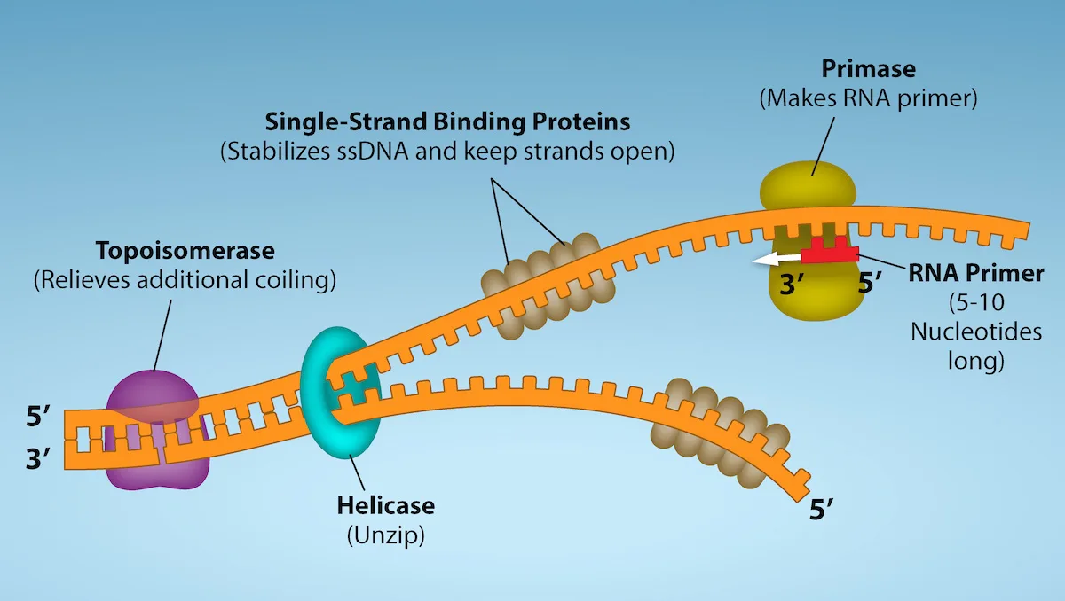 A DNA double helix opening into two single strands at a replication fork, with topoisomerase, helicase, single-strand binding proteins, and primase labeled at their positions along the strands, and primase synthesizing a short RNA primer near the open fork.