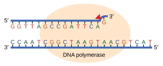 A diagram of a large oval labeled DNA polymerase enclosing two paired DNA strands. The upper, newly synthesized strand runs 5′ to 3′ left to right and ends at a mismatched base marked with a red arrow; the lower template strand runs 3′ to 5′ left to right beneath it.