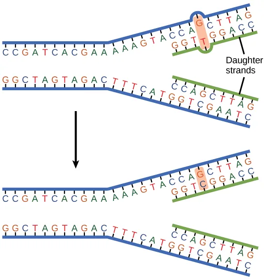 A diagram of mismatch repair showing a DNA replication fork twice, stacked one above the other. In the top copy, a shaded, circled base pair on the newly synthesized (green) daughter strand shows a mismatch; a leader line labels the two newly synthesized strands as 'Daughter strands.' A downward arrow leads to the bottom copy, where the same shaded, circled position now shows a corrected, properly paired base.