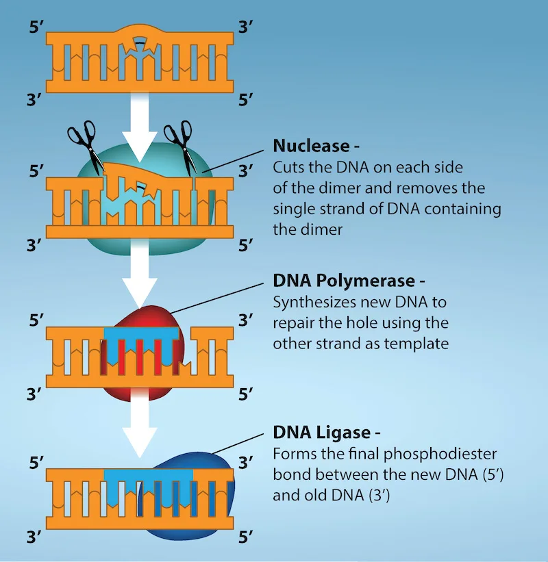 A four-step labeled diagram of nucleotide excision repair. A DNA double helix, drawn as an orange ladder with a distorted rung marking a thymine dimer, is acted on in sequence by a nuclease, DNA polymerase, and DNA ligase, each shown as a colored shape enveloping the damaged site, with the ladder repaired by the final step.