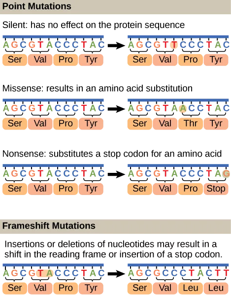 A two-part diagram. The top part, 'Point Mutations,' shows the same 12-base original sequence, grouped into four codons with their amino acids below, changed three separate ways: a silent change with no amino-acid change, a missense change swapping one amino acid, and a nonsense change replacing the last amino acid with a stop codon. The bottom part, 'Frameshift Mutations,' shows the same original sequence changed so that a stretch of nucleotides is deleted and the codon groupings shift, changing the last two amino acids.